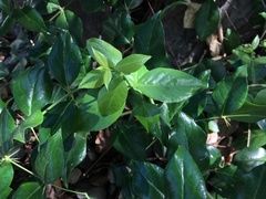 Azima sarmentosa