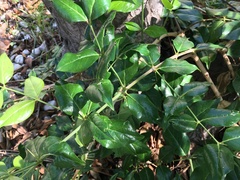 Azima sarmentosa