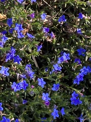 Lithodora