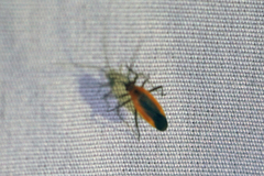 Lopidea robiniae