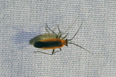 Lopidea robiniae