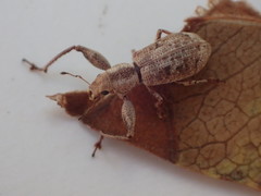 Pandeleteius defectus