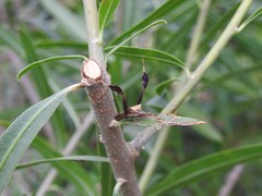 Leptoglossus concaviusculus