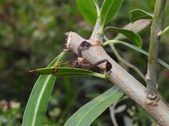 Leptoglossus concaviusculus
