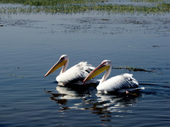 Pelecanus onocrotalus