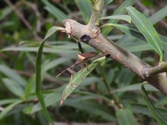 Leptoglossus concaviusculus