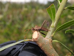 Leptoglossus concaviusculus