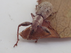 Pandeleteius defectus