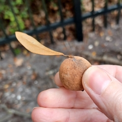 Disholcaspis cinerosa