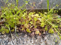 Ranunculus parviflorus