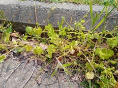 Ranunculus parviflorus