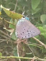 Pseudolycaena marsyas