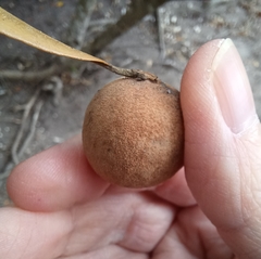 Disholcaspis cinerosa