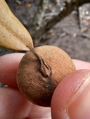 Disholcaspis cinerosa