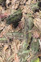 Echinocereus berlandieri
