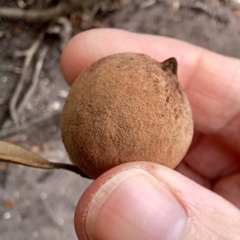 Disholcaspis cinerosa