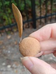 Disholcaspis cinerosa