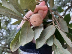 Disholcaspis cinerosa