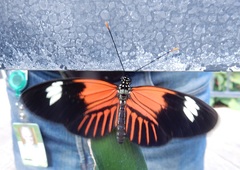 Heliconius erato emma