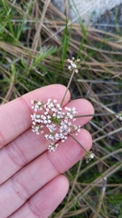 Lomatium geyeri