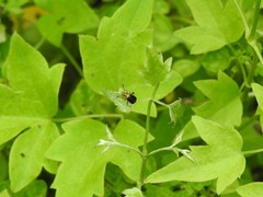 Horciasinus argentinus