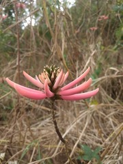 Erythrina lanata