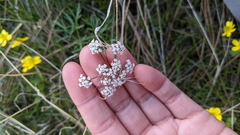 Lomatium geyeri
