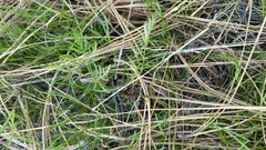 Lomatium geyeri
