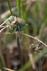 Muscari azureum