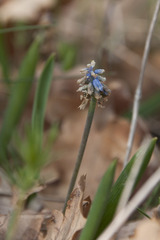 Muscari azureum