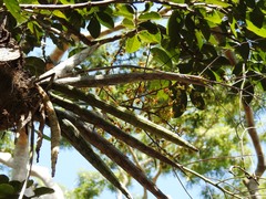 Trichocentrum cepula