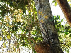 Trichocentrum cepula