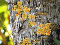 Trichocentrum cepula