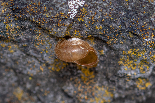 Silky Snail