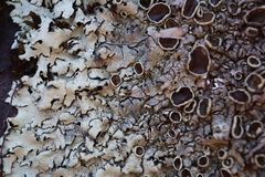 Xanthoparmelia angustiphylla