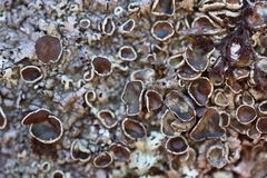 Xanthoparmelia angustiphylla