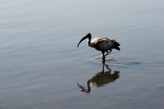 Threskiornis aethiopicus