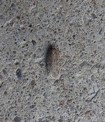 Semioscopis inornata
