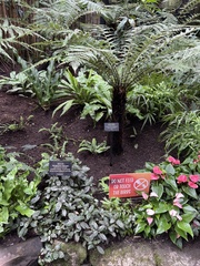 Hemigraphis alternata