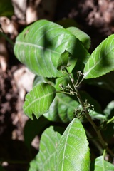 Cleidion castaneifolium