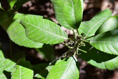 Cleidion castaneifolium