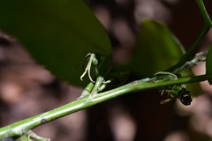 Cleidion castaneifolium