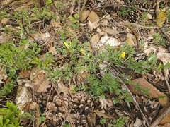 Chamaecytisus hirsutus