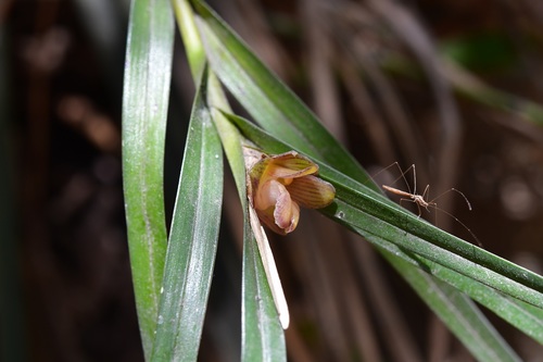 Nemaconia striata, photograph 6