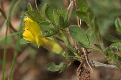 Chamaecytisus hirsutus