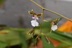 Oncidium leucochilum
