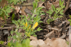 Chamaecytisus hirsutus