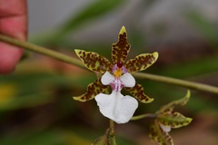 Oncidium leucochilum