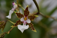 Oncidium leucochilum