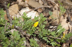 Chamaecytisus hirsutus